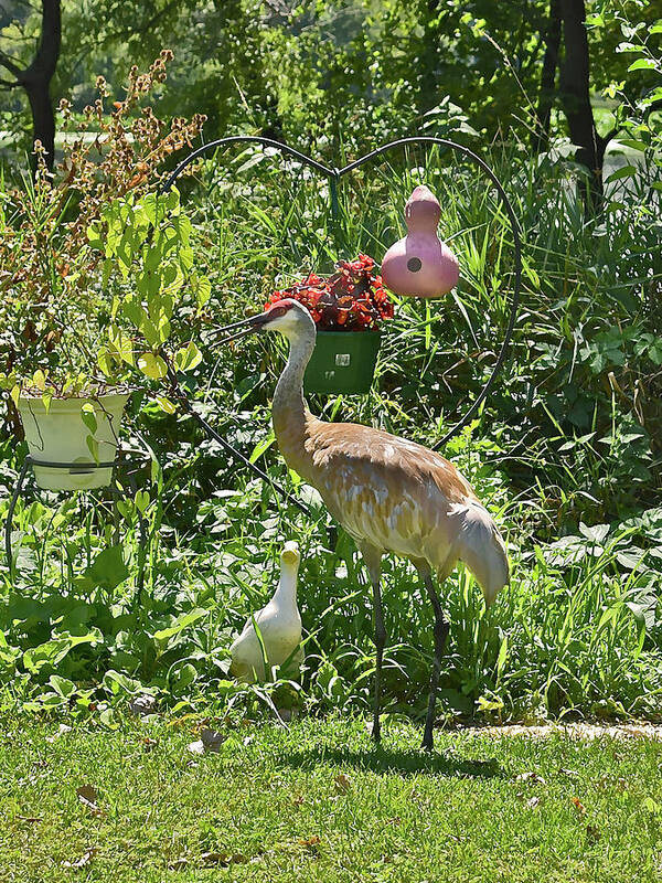 Sandhill Cranes Poster featuring the photograph 2021 August Sandhill Crane by Janis Senungetuk