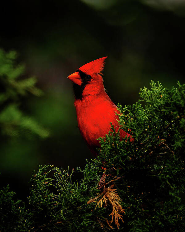 Cardinal Poster featuring the photograph A Curious Cardinal by Rich Kovach