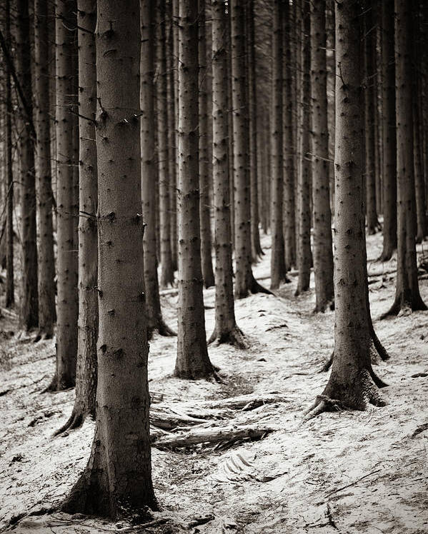 Pine Forest Poster featuring the photograph A dusting of snow by Gavin Lewis