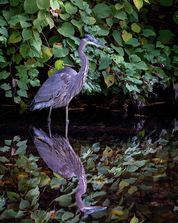 Bronx River Poster featuring the photograph A Great Blue Heron and Its reflection in the Bronx River by Kevin Suttlehan