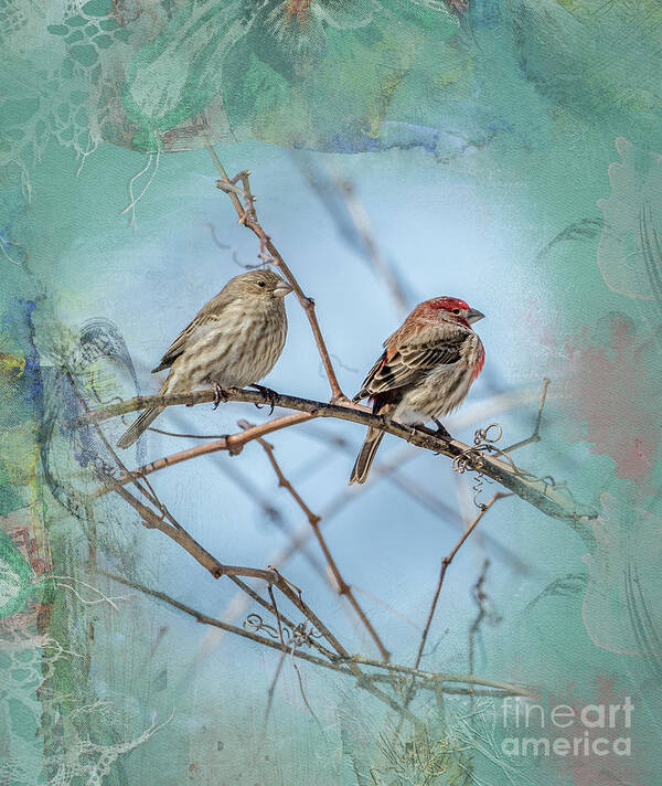 House Finch Poster featuring the photograph A House Finch Love Story by Sandra Rust