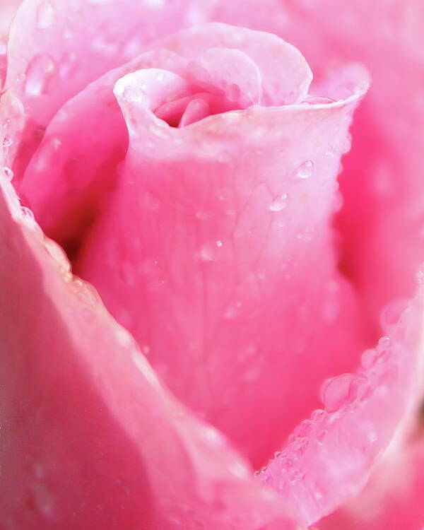 Rose Poster featuring the photograph A Rose Is A Rose by Lens Art Photography By Larry Trager