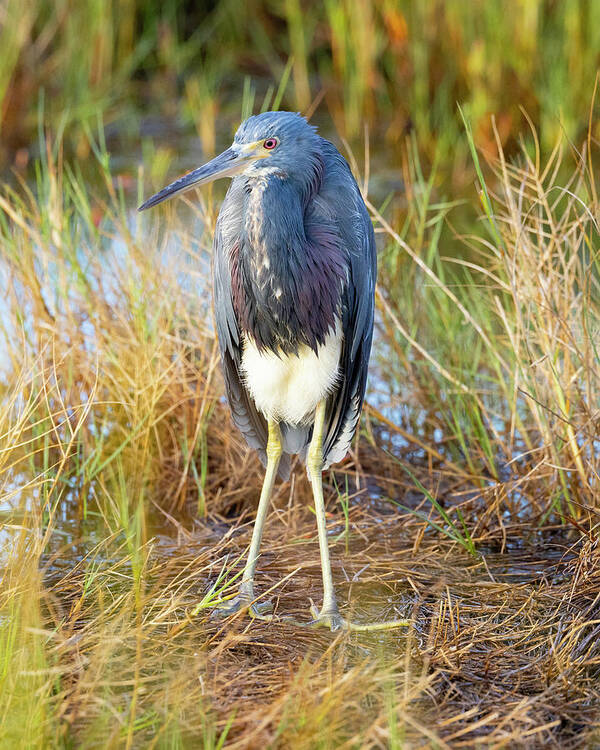 R5-2607 Poster featuring the photograph A young blue heron by Gordon Elwell