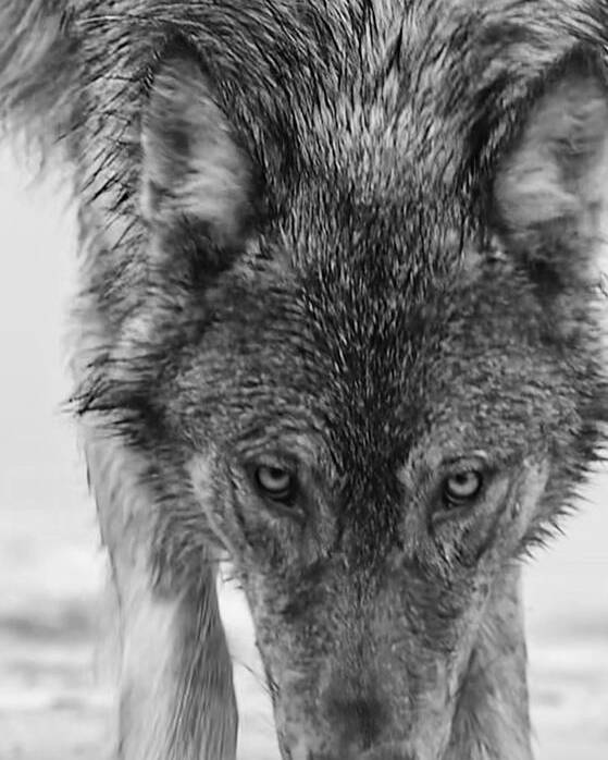 Wolf Poster featuring the photograph Alpha by Carolyn Mickulas
