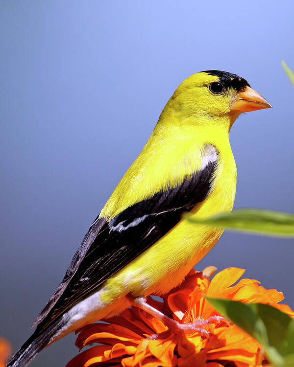 Seraph Bewolkt Persoonlijk Amercian Goldfinch - State bird of New Jersey Poster by Geraldine Scull -  Pixels