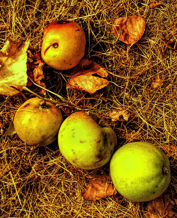 Apples Poster featuring the photograph Apples by Kathryn Alexander MA