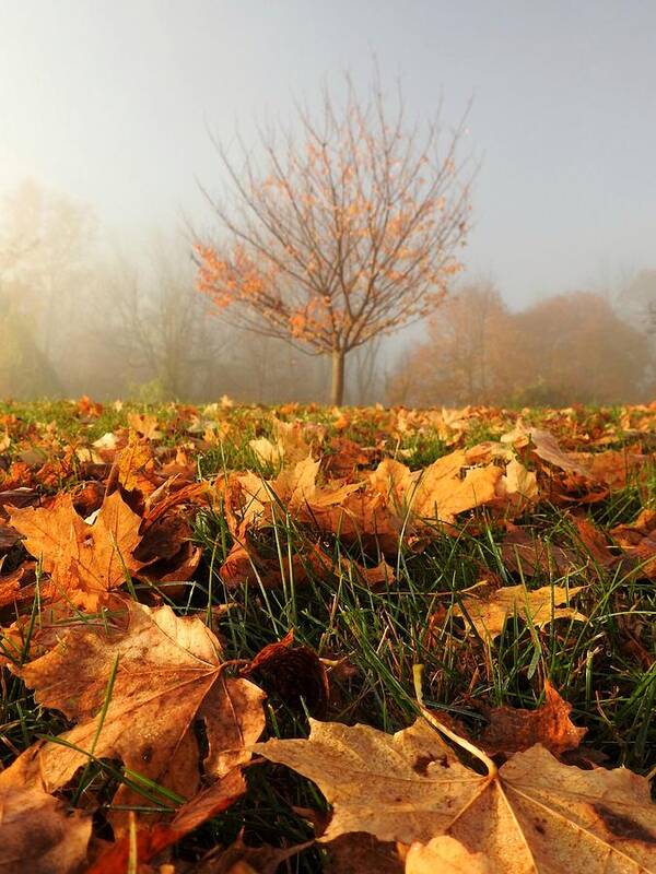 Autumn Poster featuring the photograph Autumn Fog by Dark Whimsy
