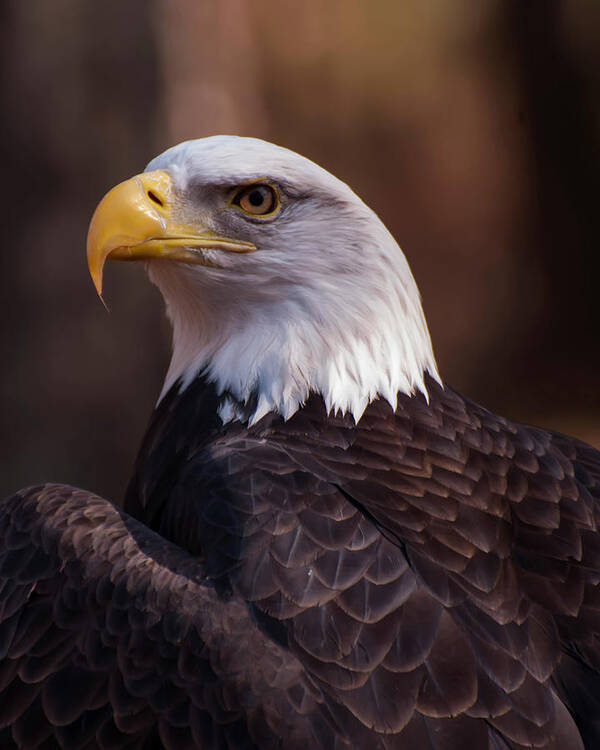 Bald Eagle Poster featuring the photograph Bald Eagle 2 by Flees Photos