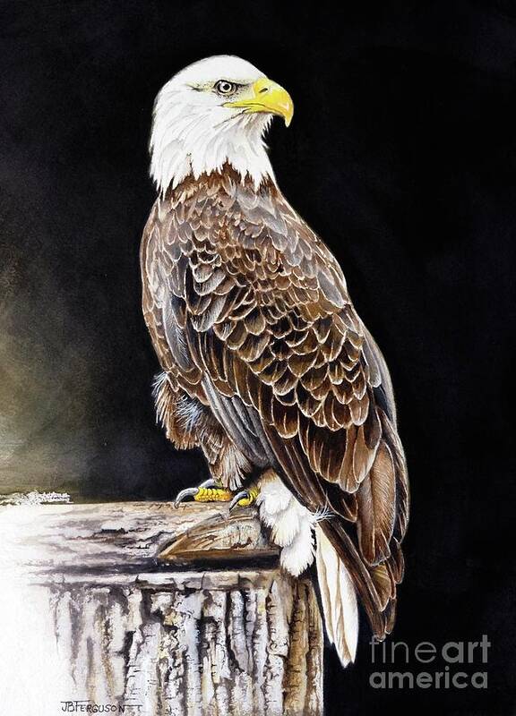 Bird Poster featuring the painting Bald Eagle by Jeanette Ferguson