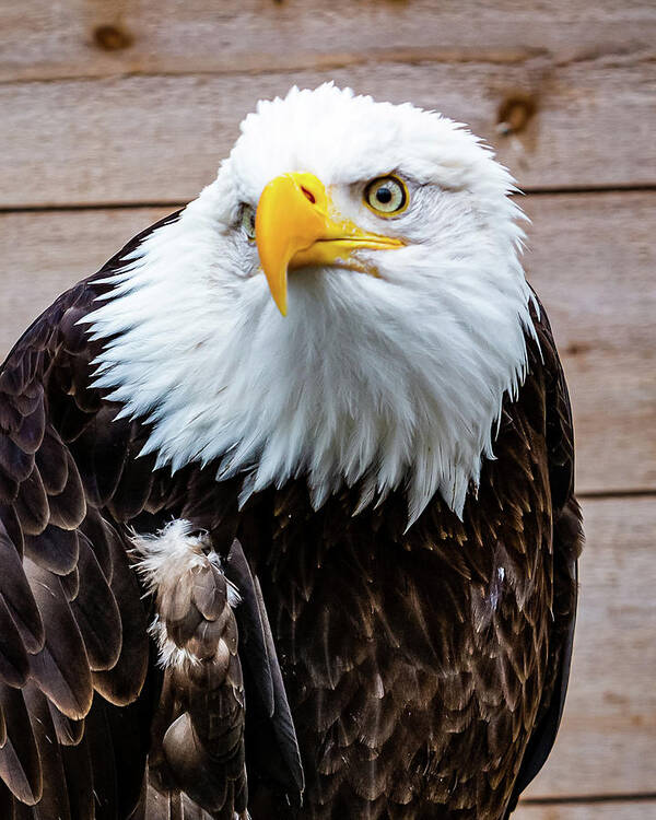 Bald Poster featuring the digital art Bald Eagle Ketchikan by SnapHappy Photos