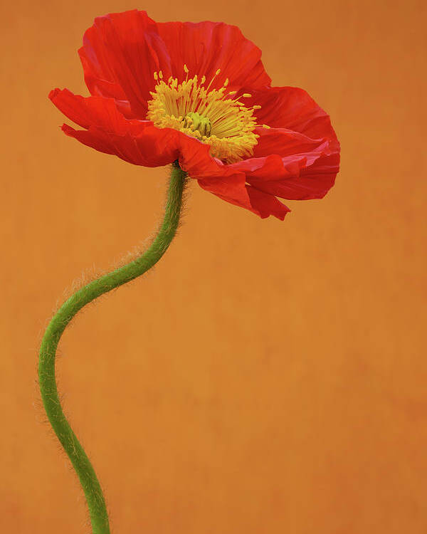 Poppy Poster featuring the photograph Beautiful and Vibrant Poppy by Tina Horne