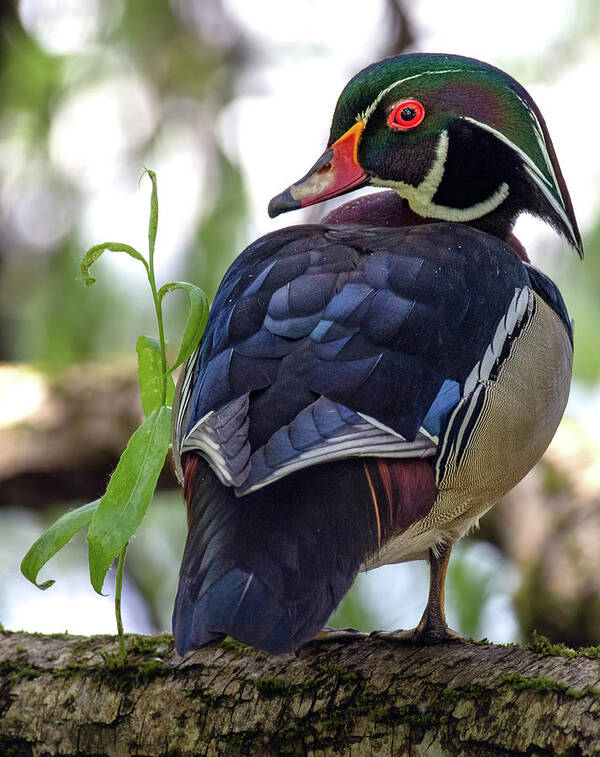 Rainbow Duck Poster featuring the photograph Beautiful Wood Duck by Jerry Cahill
