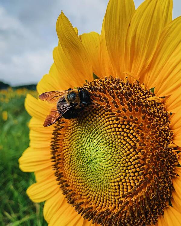 Bee Poster featuring the photograph Bee on Sunflower by Rick Nelson