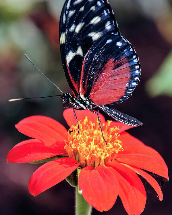 Black Poster featuring the photograph Black and Red Butterfly on Red Flower by WAZgriffin Digital