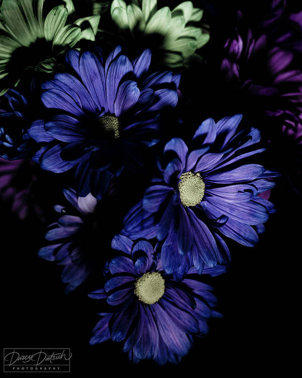 Blue Flowers Poster featuring the photograph Blue Chrysanthemum by Darcy Dietrich