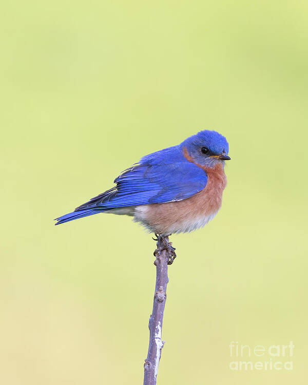 Animal Poster featuring the photograph Perched Bluebird 2 by Chris Scroggins