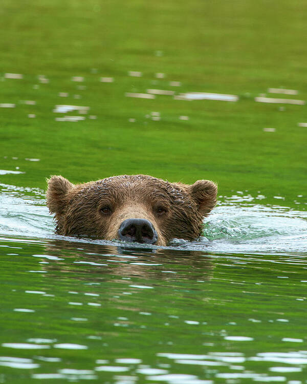 Alaska Poster featuring the photograph Brown Bear submerged BE10586 by Mark Graf