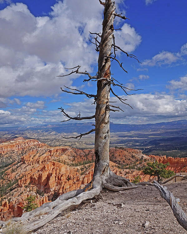 Bryce Canyon National Park Poster featuring the photograph Bryce Canyon National Park - Still standing by Yvonne Jasinski