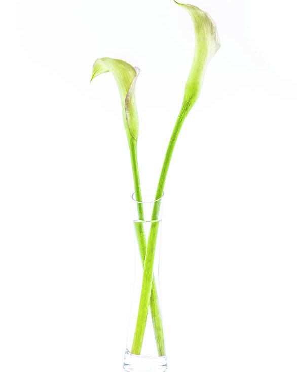 Calla Poster featuring the photograph Calla lily in glass vase by Viktor Wallon-Hars