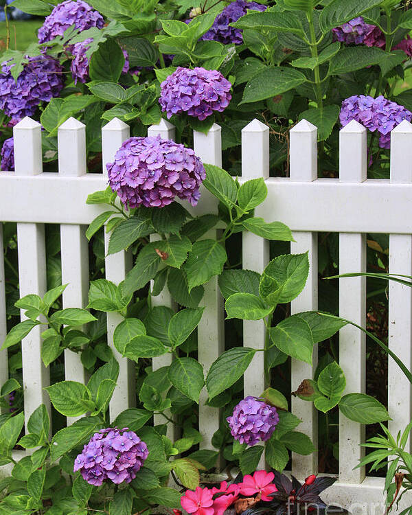 Hydrangeas Poster featuring the photograph Cape Cod Garden by Jayne Carney