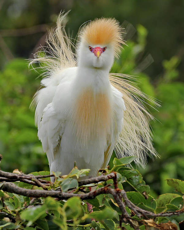 Cattle Egret Poster featuring the photograph Cattle Egret Fluff by Jennifer Robin