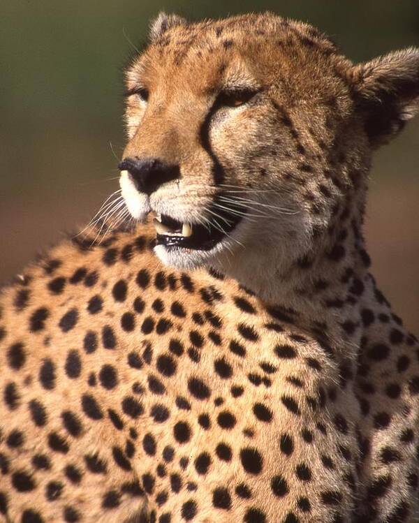Cheetah Poster featuring the photograph Cheetah Profile by Russ Considine