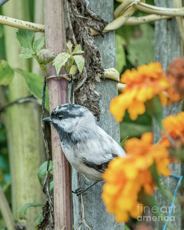 A Rare Leucistic Chickadee Perches Beyond Some Bright Marigolds In A Garden In Washington State. Poster featuring the photograph Chickadee and Marigolds by Kristine Anderson