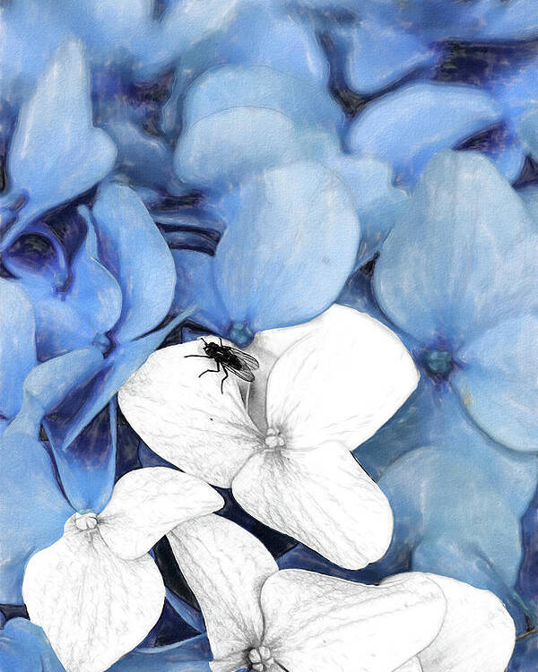 New England Poster featuring the digital art Country Fly Blue Hydrangea Watercolor by Tanya Owens