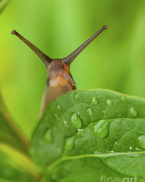 Garden Poster featuring the photograph Cute garden snail long tentacles on leaf by Simon Bratt