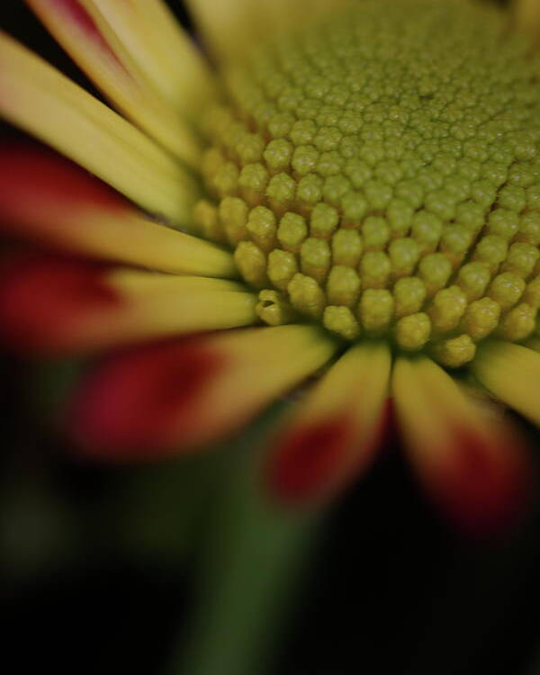 Macro Poster featuring the photograph Daisy 6016 by Julie Powell