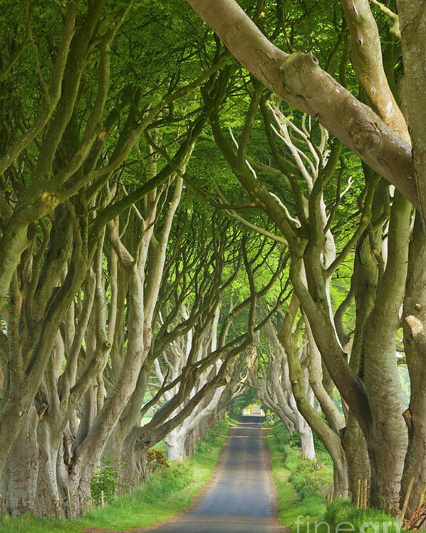 The Game Of Thrones Poster featuring the photograph Dark Hedges, County Antrim, Northern Ireland by Neale And Judith Clark