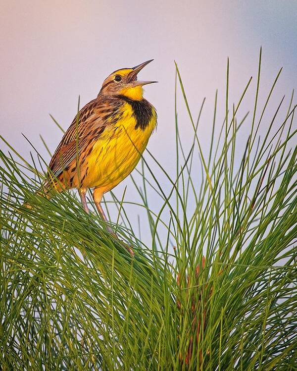 Bird Poster featuring the photograph Eastern Meadowlark by Steve DaPonte