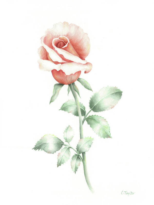 Rose Poster featuring the painting Faith by Lori Taylor