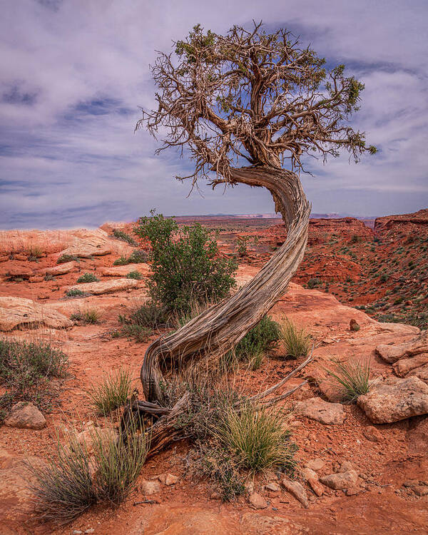 Tree Poster featuring the photograph February 2020 Lone Tree by Alain Zarinelli