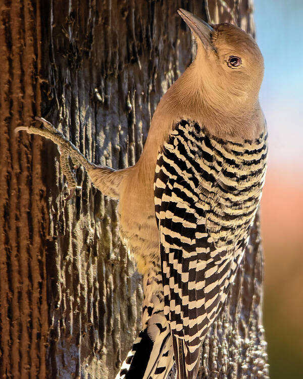 Animal Poster featuring the photograph Female Gila Woodpecker 220930 by Mark Myhaver