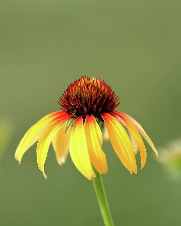 Coneflower Poster featuring the photograph Fiesta Coneflower by Lens Art Photography By Larry Trager