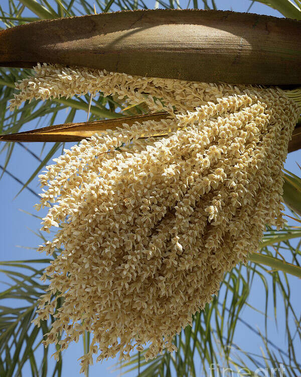 Date Palm Poster featuring the photograph Flowering date palm and blue sky by Adriana Mueller