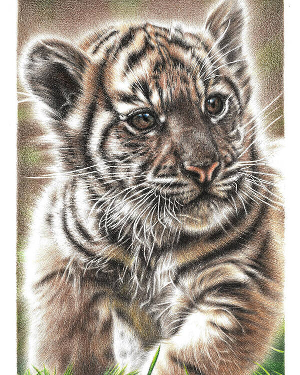 Tiger Poster featuring the drawing Fluffy Tiger Cub by Casey 'Remrov' Vormer