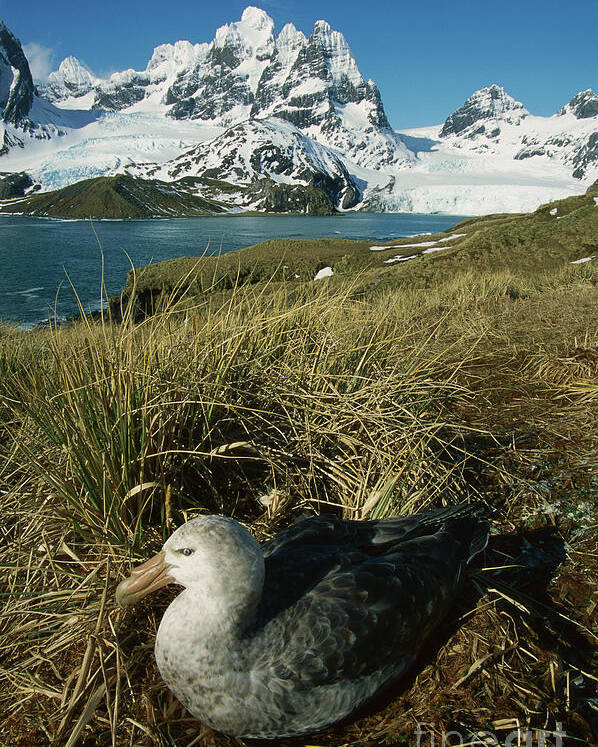 00260858 Poster featuring the photograph Giant Petrel and Mt Cunningham by Grant Dixon
