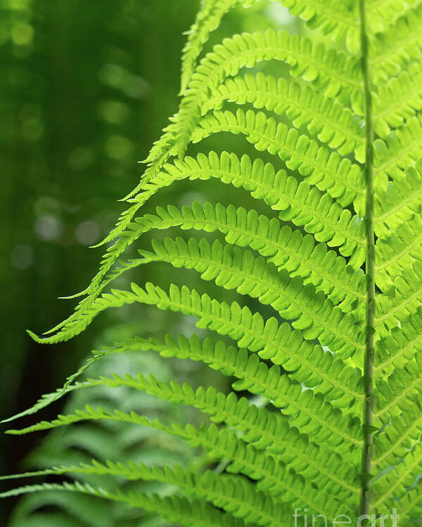 Fern Poster featuring the photograph Green fern and summer dream in the forest by Adriana Mueller