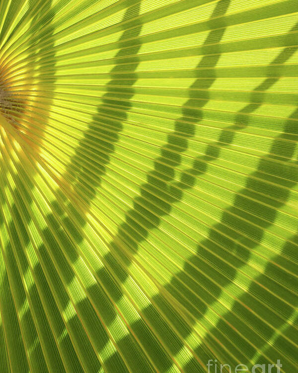Palm Leaf Poster featuring the photograph Green palm leaf and shadows 1 by Adriana Mueller