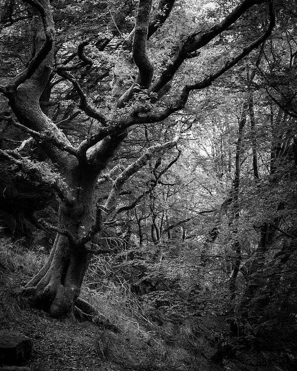 Tree Poster featuring the photograph Hello darkness by Gavin Lewis