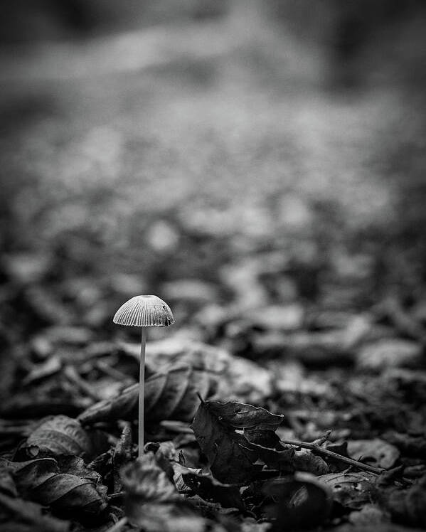 Mushroom Poster featuring the photograph Hello there little one by Gavin Lewis