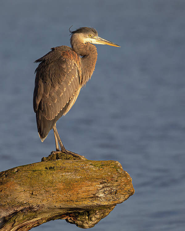 Blue Heron Poster featuring the photograph Heron Sunset Vertical by Michael Rauwolf