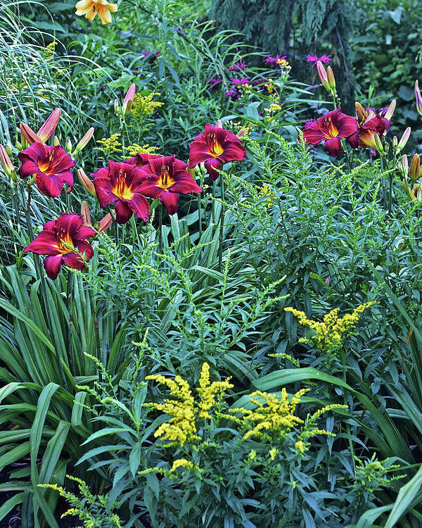 Summer Poster featuring the photograph Hot July Daylilies by Janis Senungetuk