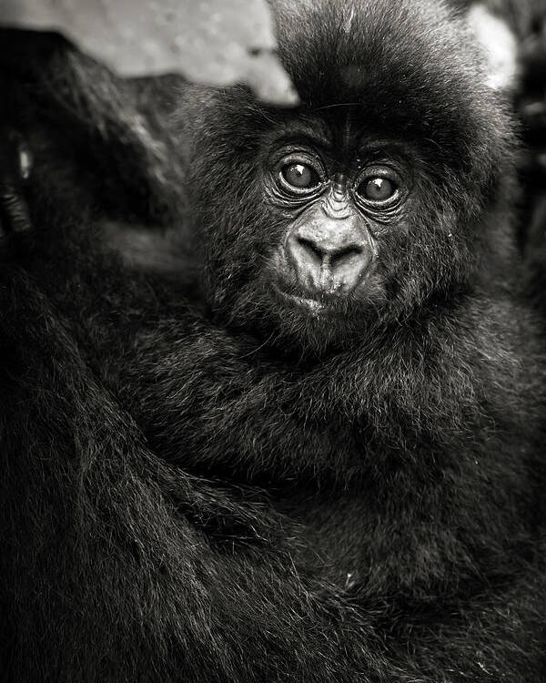 Gorilla Poster featuring the photograph Jeune gorille Humba by Sebastien Meys
