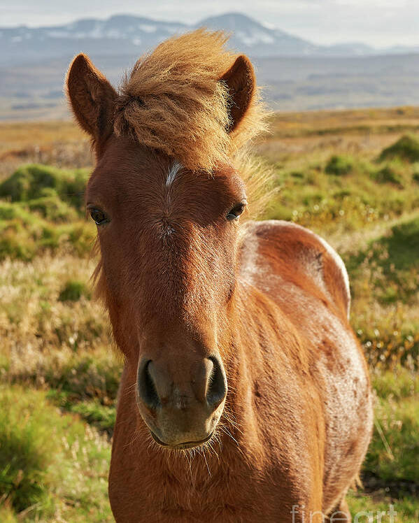 Animal Poster featuring the photograph Iceland Horse by Matteo Del Grosso