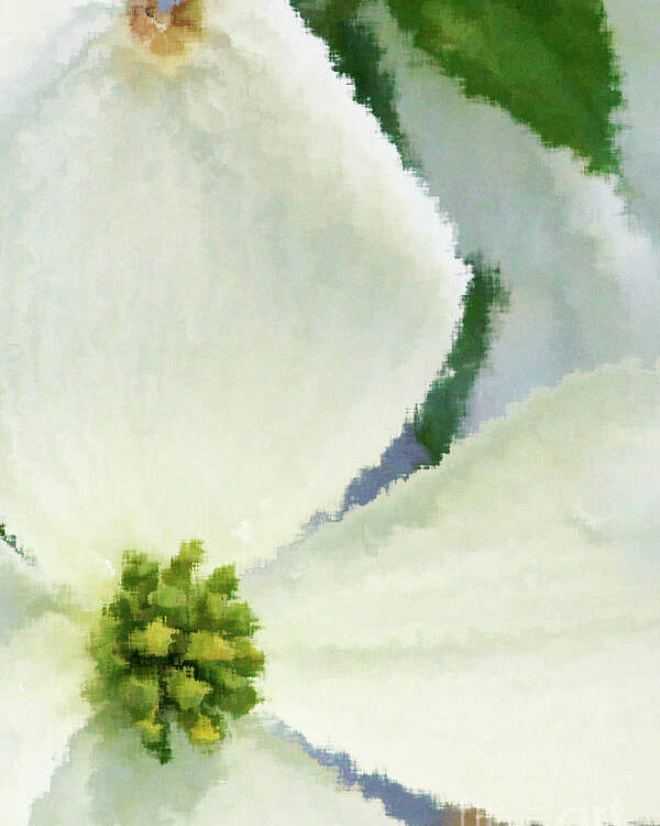 Dogwood; Dogwood Blossom; Blossom; Flower; Impressionist; Macro; Close Up; Petals; Green; White; Blue; Calm; Square; Pastel; Leaves; Tree; Branches Poster featuring the digital art Impression Dogwood 4 by Tina Uihlein