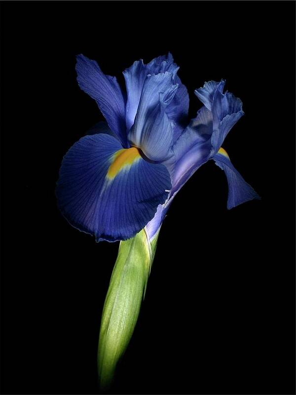 Macro Poster featuring the photograph Iris 041807 by Julie Powell