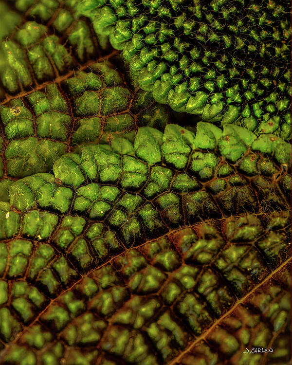 Macro Poster featuring the photograph Leafy Textures by Jim Carlen